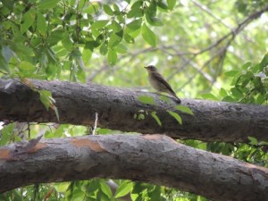 公務員女性　婚活